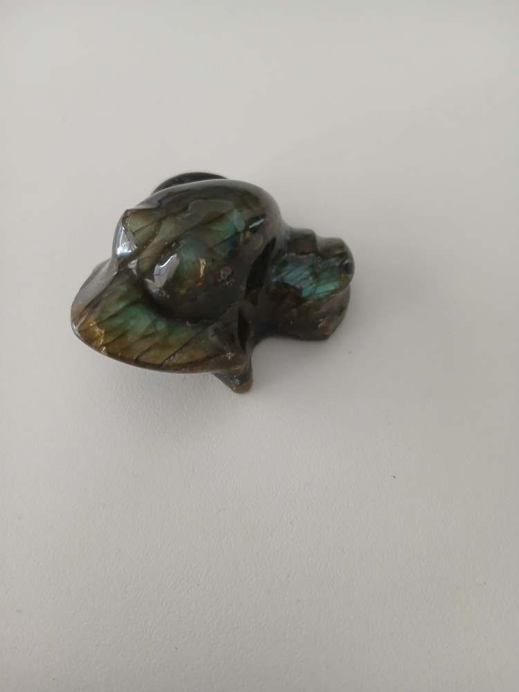 La grenouille d’Olga