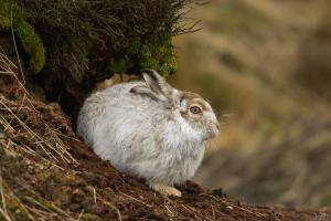 Faune sauvage