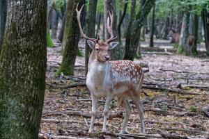 Faune sauvage